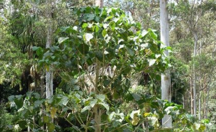 Gympie tides trees in a forest.